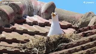 GAVIOTA DOMINICANA Larus dominicanus [upl. by Marriott]