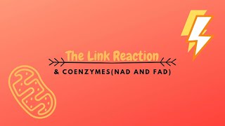 The Link Reaction amp NAD and FAD [upl. by Hsiekal58]