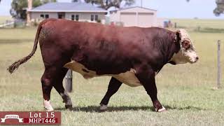 Lot 15 MHPT446 Melville Herefords 2024 [upl. by Deden]