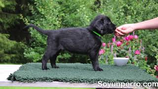 Raza Flat Coated Retriever  Características y comportamiento [upl. by Dodge]