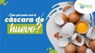 🥚Qué hacer con las CÁSCARAS DE HUEVO [upl. by Hite]