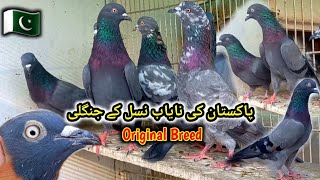 Pakistan ki Nayab Nasal k Kabootaro ka shok kren  Pigeons Gallery [upl. by Esilrahc]