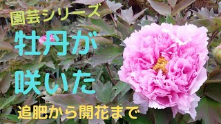 【牡丹】冬の剪定と追肥、2月の芽吹時期の追肥により170年咲き続けている牡丹が咲きました。【園芸シリーズ】 [upl. by Yim]