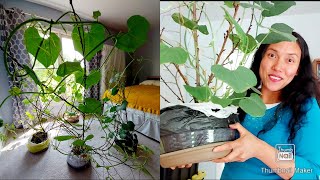 Chayote Plants Growing Indoor for 4 Months  Update and what the next step will be [upl. by Eikcim978]