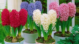 How to Plant Prepared Hyacinths WinterSpring Guide [upl. by Nylhtac436]