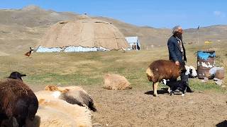 The experience of nomadic group life in a vast valley without basic facilities in mountains of Iran [upl. by Llimaj]