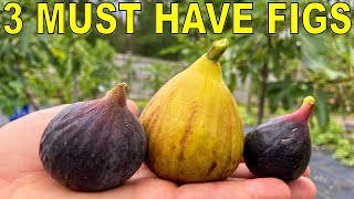 3 MUST HAVE FIG VARIETIES For Every Garden [upl. by Essirahc]