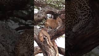 Nature’s Unexpected Twist Leopard Kills and Devours a Cheetah [upl. by Alejandro]