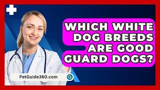 Which White Dog Breeds Are Good Guard Dogs  PetGuide360com [upl. by Besnard]