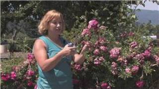 Rose Gardening  How to Grow Knock Out Roses From Clippings [upl. by Celestyna]