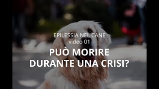 EPILESSIA NEL CANE 1 Puo morire durante una crisi [upl. by Atsira572]