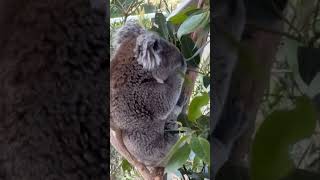 ‼️koalas 🐨🐾‼️koala youtubeshorts trending trzoo sanctuary shortvideo viralshort tamil [upl. by Phox]