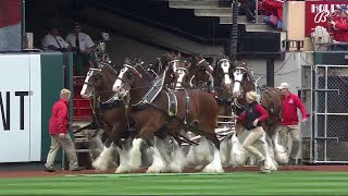 Budweiser Clydesdales take the field at Busch Stadium [upl. by Ardnuasac]