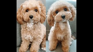 How we groom our curly haired maltipoo [upl. by Arden279]