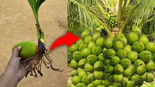 Great Propagate coconut tree from young coconut  Growing coconut tree [upl. by Yedoc]