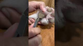 Removing hyperkeratosis on my dog’s paw Please subscribe ❤️❤️❤️ [upl. by Figge469]