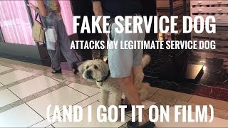 FAKE SERVICE DOG ATTACKS MY REAL SERVICE DOG ON FILM [upl. by Anes]