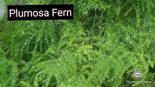 AsparagusPlumosa Fern Care for greenbushy and healthy plantUsed for indoor decoration [upl. by Yleme]