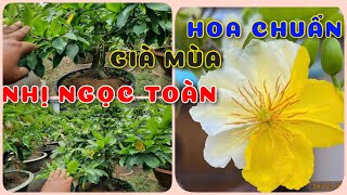 Cây mai nhị toàn già mùa hoa chuẩn  0386569374  Ngọc Ngân Bến Tre  Chuyên cây độc lạ [upl. by Behre310]