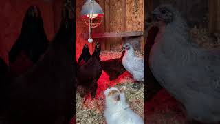 The chickens playing tether ball this morning with a kitten [upl. by Kirtley]