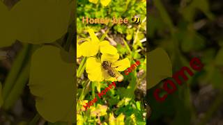 Honey bee 🐝  shorts viralvideo trending subscribe [upl. by Ditmore]