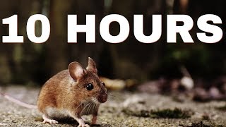 Sound Effect Of Mouse  10 HOURS [upl. by Staten]