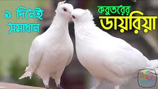 কবুতরের ডায়রিয়া বা পাতলা তরল পায়খানার 100 কার্যকরী চিকিৎসা  Kobutorer Diarrhea Roger Chikitsa [upl. by Aztiley]