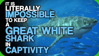 It Is Literally Impossible To Keep A Great White Shark In Captivity [upl. by Fadas522]