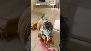 This family adopted the poor Iguana lying motionless on the grass iguana lizard short [upl. by Arvid]