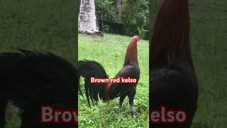 Brown red kelso [upl. by Ehpotsirhc]