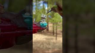 BroadTailed Hummingbird in Arizona [upl. by Alano]