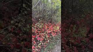 Saskatoon Fall walk Saskatchewan [upl. by Umeh]