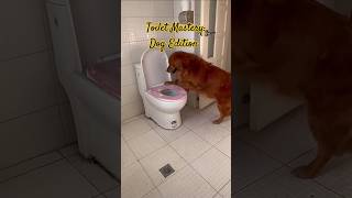 Pawsitively Flushtastic Dogs Epic Toilet Skills doglover dogskills lifestyle dog [upl. by Brena]