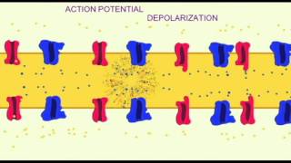 AP1 NEURON ACTION POTENTIAL DEPOLARIZATION ALONG AXON [upl. by Berman]