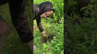 Planting some pinetrees around a bedding area plantatree trees wildlife [upl. by Adiasteb274]