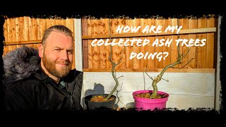 Checking on my 2 collected Ash Trees from the garden  Garden Yamadori [upl. by Ayotaj]