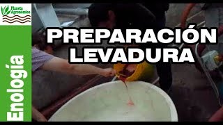 Cómo PREPARAR 🦠 LEVADURAS para el proceso de FERMENTACIÓN del 🍷 vino [upl. by Leksehc]