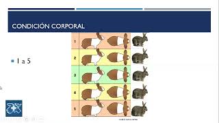 EXAMEN FISICO GENERAL EN CONEJOS [upl. by Seaden803]