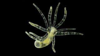 Phylum Cnidaria Part 2 Class Hydrozoa [upl. by Dorine]