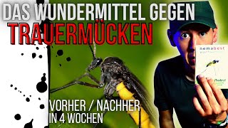 Schnell und einfach Trauermücken bekämpfen  VORHERNACHHER  Nützlinge einsetzen Nematoden [upl. by Eiuqcaj906]