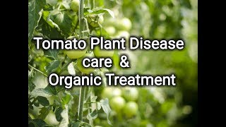 Tomato plant disease care and treatment grow tomatos [upl. by Anerahs508]