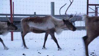 Are Reindeer Real We Found Some [upl. by Araz]