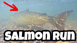 Dont Miss the Toronto SALMON RUN Before Its Too Late Bowmanville Fish Ladder [upl. by Taggart]