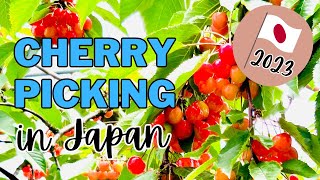 Cherry Picking in Yamagata Japan 2023 [upl. by Vladamir]