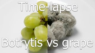 Timelapse Botrytis cinerea vs grape gray mold on table grape [upl. by Ermanno]