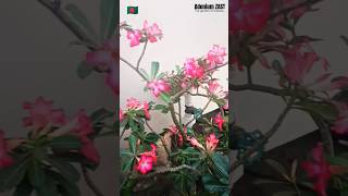 Adenium Obesum blooms plants adenium floweringplant bonsai desertrose shorts viral garden [upl. by Lavelle]