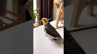 Adorable Cockatiel Larrys Singing 🎶 💖 cockatielscraze [upl. by Rasla406]