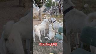 KIZANda KÖPEKLER KAVGA DÖVÜŞ BOĞUŞ OLMADAN ANLAŞABİLİRLER Mİ  akbaş alabai kangal köpek [upl. by Rehtaef632]