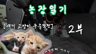 농장 브이로그  기적 2부 새끼 고양이가 차 안에 갇혔다  셰퍼트가 엄마 [upl. by Hennie]