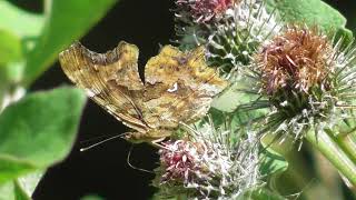 Бабочка Углокрыльница Сбелое  Polygonia calbum [upl. by Nedmac507]